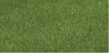 Perennial Ryegrass grass
